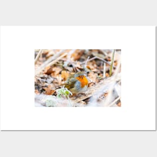 Puffed-up Robin Redbreast in Frost Posters and Art